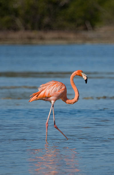 istock American Flamingo 105934976