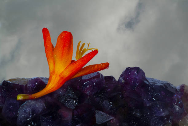 istock Tropical Wildflower On Amethyst 1059350762