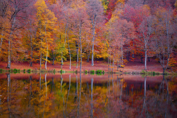 istock lake with colorful trees 1059351672