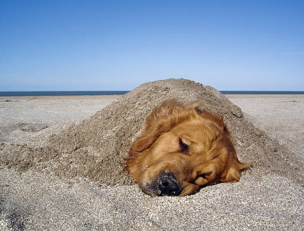 Young golden retriever at the beach wanting to play
