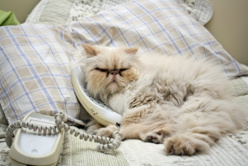 Persian cat on bed.