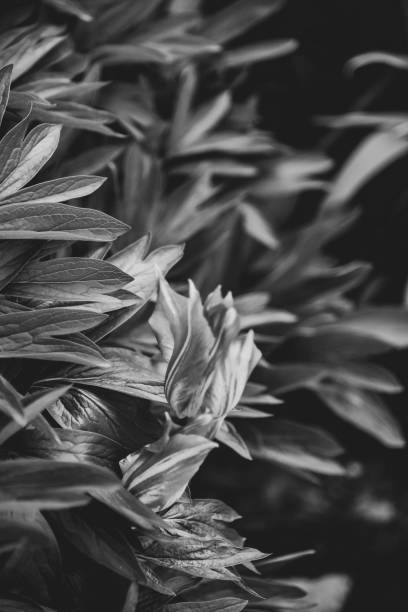 istock Tulip in monochrome 1059356284