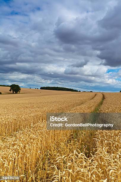 Bedfordshire Weizenfeld Stockfoto und mehr Bilder von Bedfordshire - Bedfordshire, England, Ernten