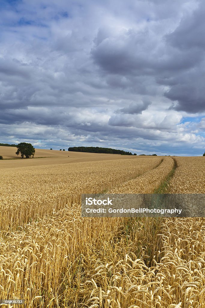 Bedfordshire Trigo Campo - Royalty-free Ao Ar Livre Foto de stock