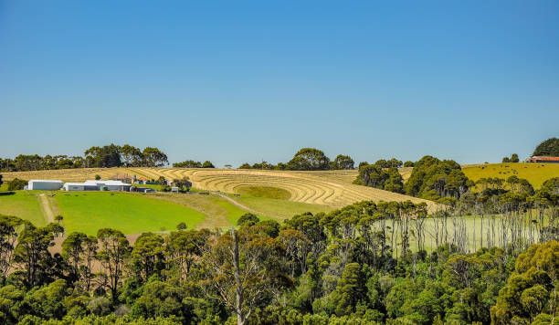 istock Great Otway National Park. Otway fly tree top walk. 1059357726