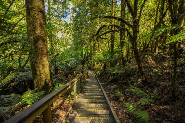 istock Great Otway National Park. Otway fly tree top walk. 1059357738