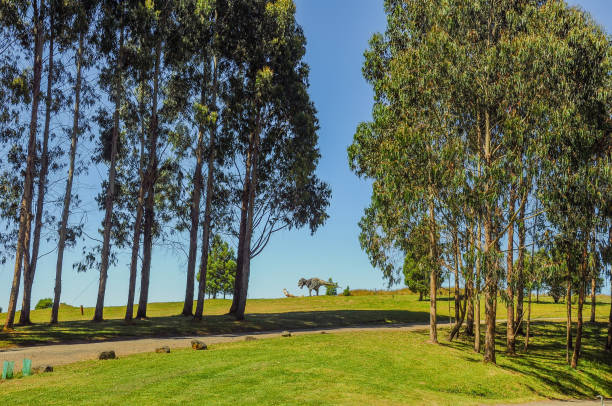 istock Great Otway National Park. Otway fly tree top walk. 1059357766