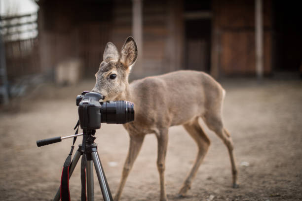 Curious animal Roe deer testing a camera fallow deer photos stock pictures, royalty-free photos & images