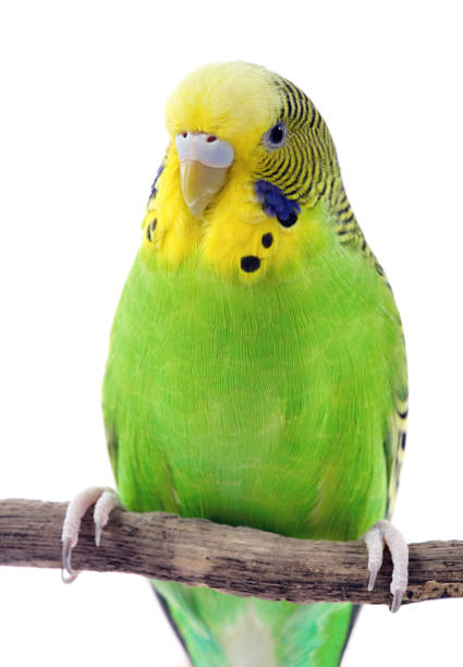 istock Green and yellow budgie 105935912