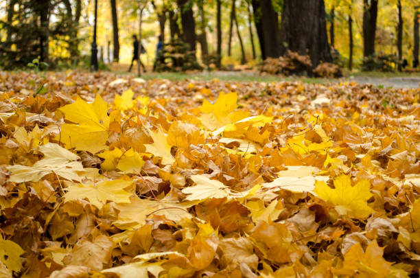 istock Autumn yellow leaves layer on the gound closeup. 1059359410