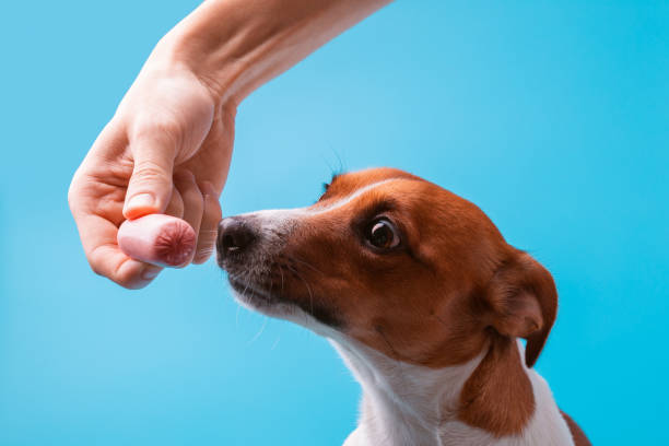 istock dog with sausage 1059359506