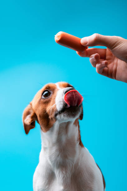 istock dog with sausage 1059359508