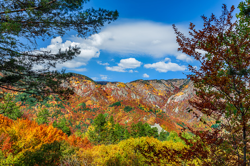 Autumn in Frakto wood - Greece National park - Rhodope