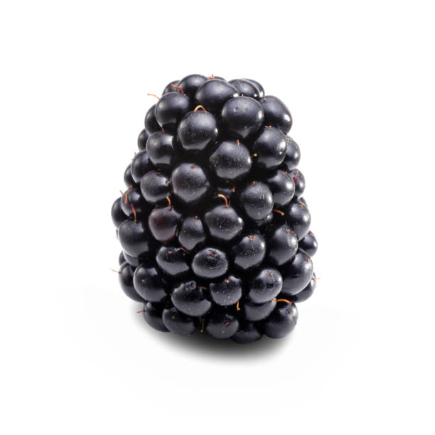 istock close up single fresh blackberry fruit over white background 1059362878