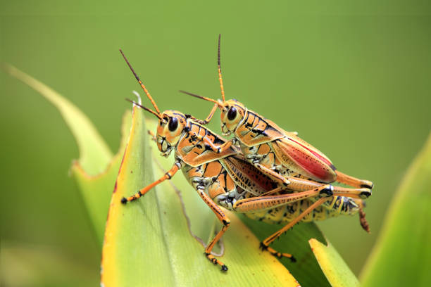 istock Close up two grasshoppers on green leaf 1059363186