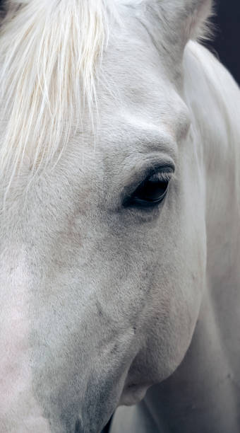 istock Head of horse 1059365848