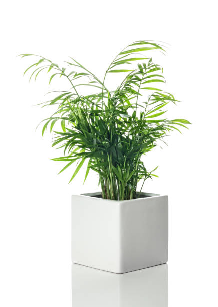 istock Beautiful Parlor palm in a white ceramic pot 1059367132
