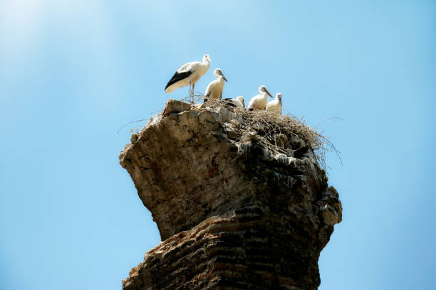 istock Stork nest on old chimney with standing group of storks over blue sky 1059367194