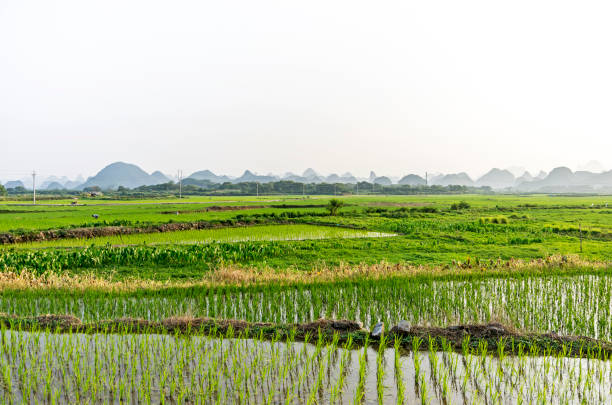 istock Green rice field with mountains background 1059367230
