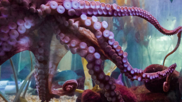 istock Big octopus in large salt water aquarium. 1059369512