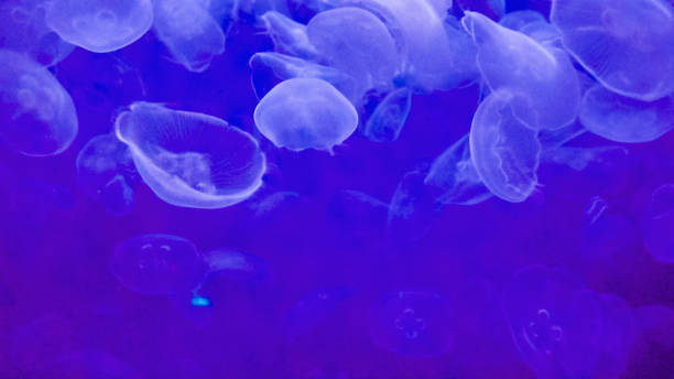 istock Jellyfish in a large salt water aquarium 1059369614
