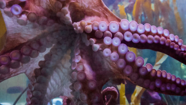 istock Big octopus in large salt water aquarium. 1059369622