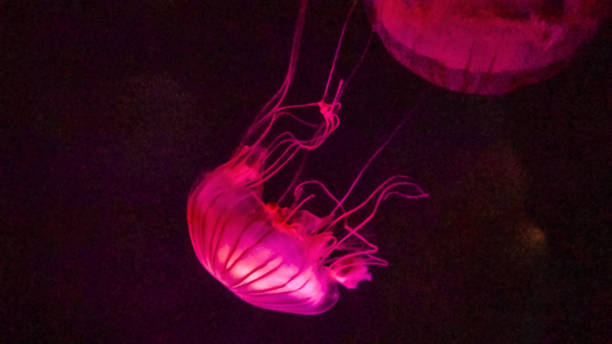 istock Jellyfish in a large salt water aquarium 1059369624