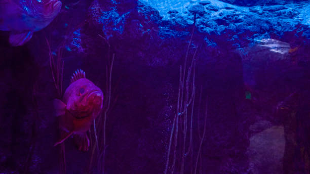 istock Salt water fish in a large aquarium. 1059369658