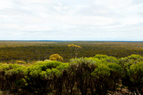 istock Great Western Woodlands 1059373010