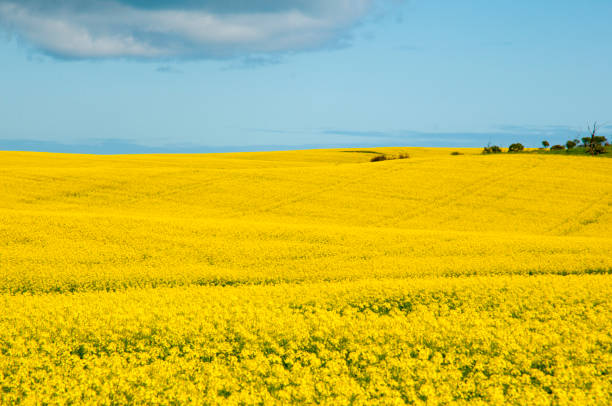 istock Rapeseed Field in the Mid West 1059374418