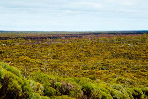istock Great Western Woodlands 1059374644