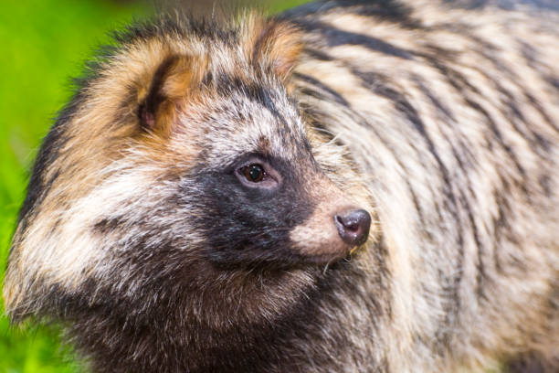 istock Raccoon dog or mangut 1059374670