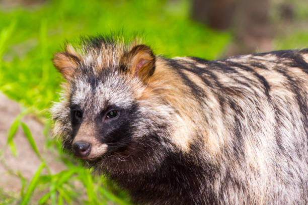 istock Raccoon dog or mangut 1059374740