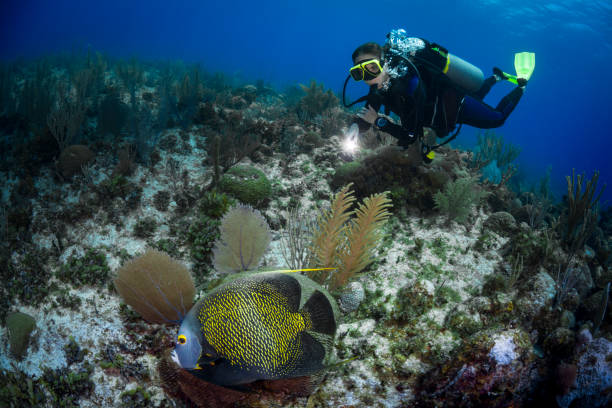 istock French angelfish and diver 1059374760