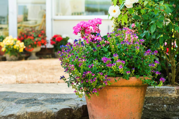 istock Beautiful backyard floral garden 1059376070
