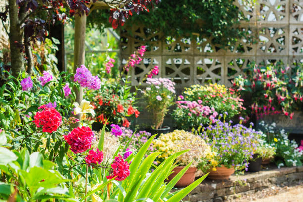 Beautiful backyard floral garden Beautiful backyard garden full of colorful flowers in pots and containers with the stone wall on the back, selective focus fuchsia flower photos stock pictures, royalty-free photos & images