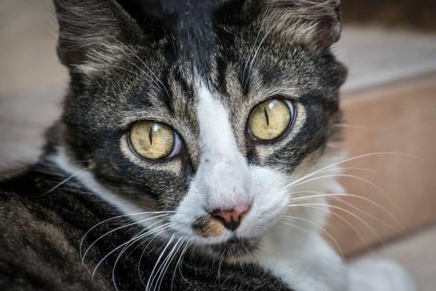portrait of a cat