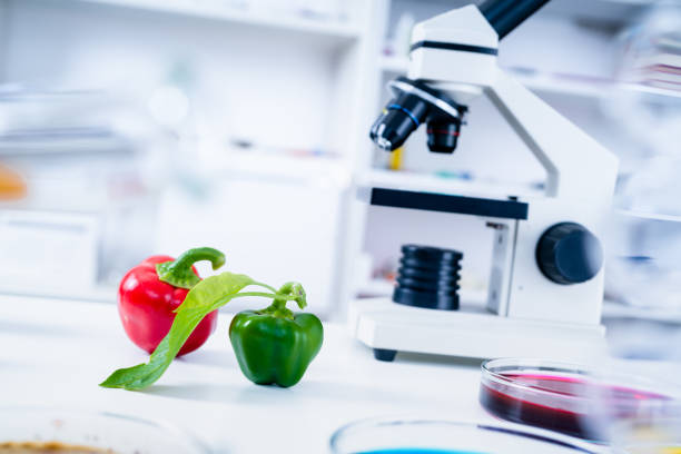 식량 공급의 화학 실험실 식품 연구소에서, dna를 수정 합니다. gmo 유전자 실험실에서 수정. - genetic modification dna tomato genetic research 뉴스 사진 이미지