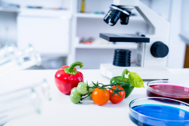 Chemical Laboratory of the Food supply . Food in laboratory, dna modify .GMO Genetically modified food in lab stock photo