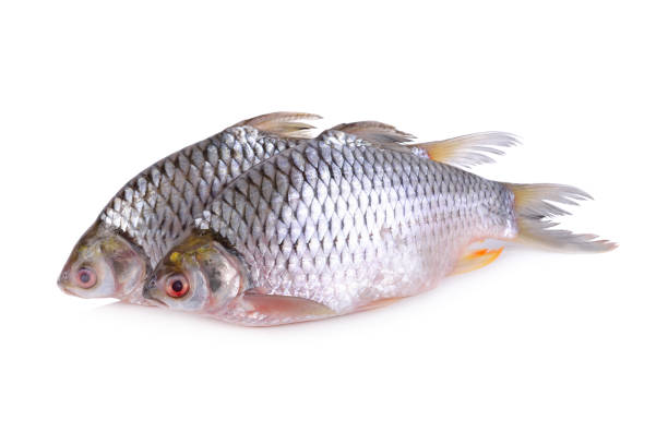 istock whole round silver barb fish on white background 1059381952