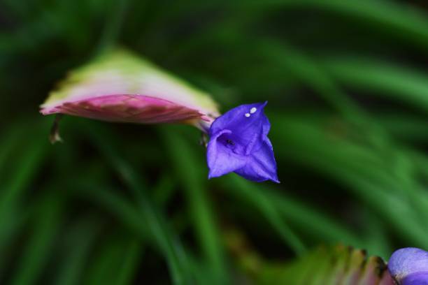 istock Tillanndsia cyanea 1059382372