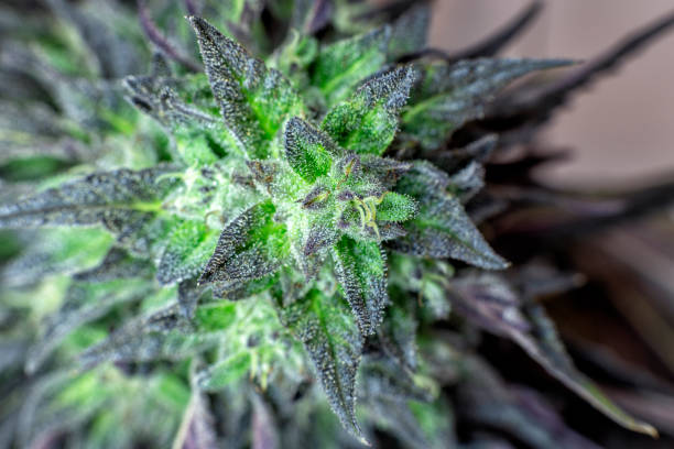 istock Macro View of some Bud 1059385940