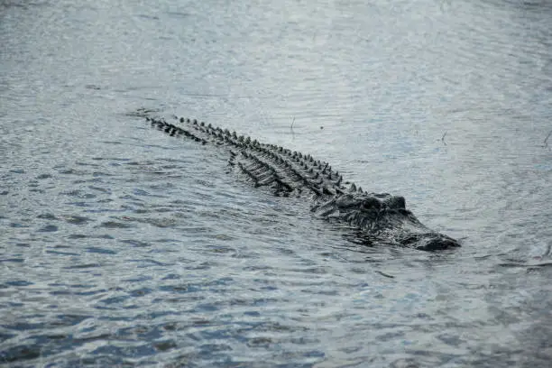 The Everglades, Florida