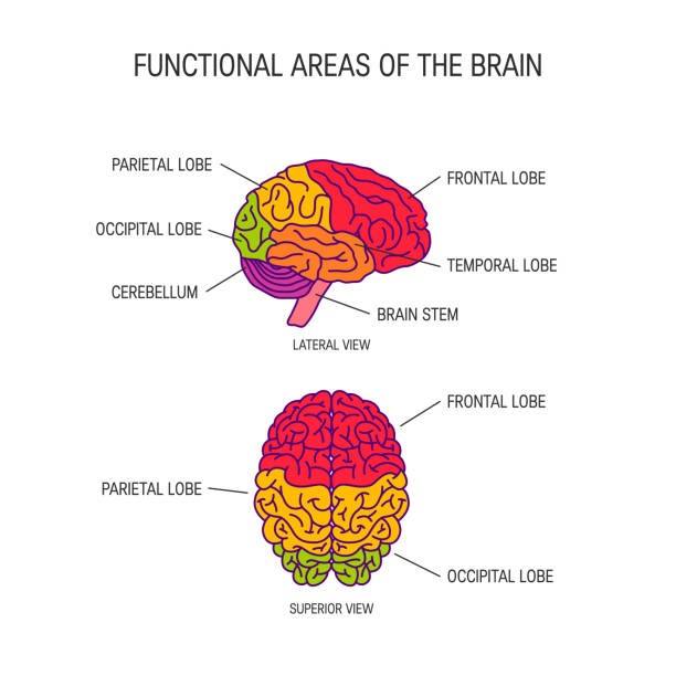 ilustrações de stock, clip art, desenhos animados e ícones de human brain vector concept - parietal lobe