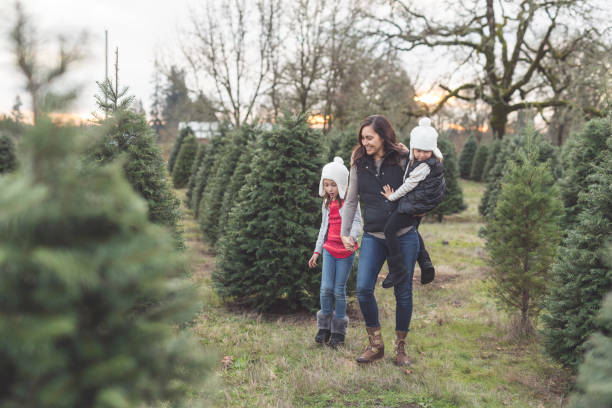 istock Mom walks through a Christmas tree farm with her daughters 1059388658