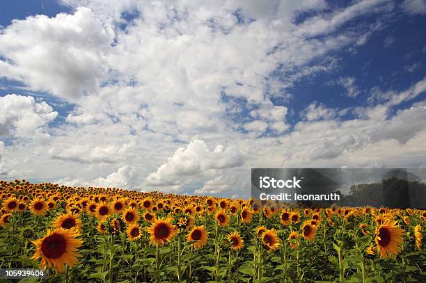 Photo libre de droit de Séduisante Champ De Tournesols banque d'images et plus d'images libres de droit de Ferme - Aménagement de l'espace - Ferme - Aménagement de l'espace, Horizontal, Image en couleur