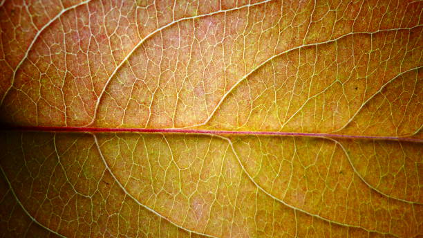 istock Yellow autumn leaf in macrophotography 1059400184