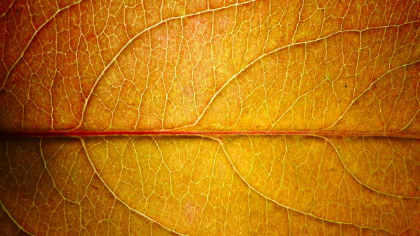 istock Yellow autumn leaf in macrophotography 1059400242