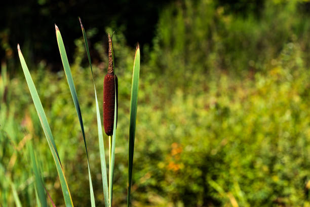 istock Green forest Cat Tails growing with space for text 1059402742