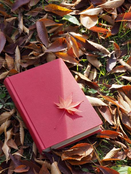 istock Books and autumn maple leaves 1059404234